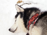 Huskies Erleben